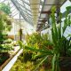 TurdaNews - Plantele carnivore își dezvăluie secretele la Grădina Botanică din Cluj-Napoca