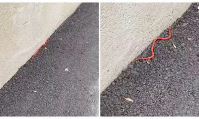 Un șarpe a fost filmat de un clujean pe stradă. Oare ce specie e? - VIDEO