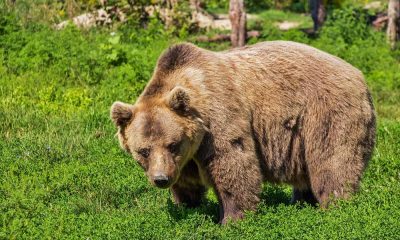 Urs văzut într-o locație turistică frecventată des de clujeni - VIDEO