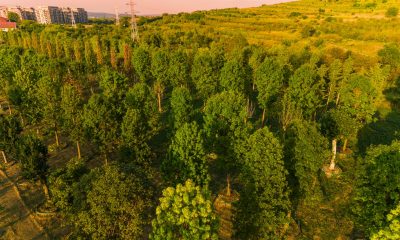 „Pădure” cu peste 600 arbori și peste 100.000 de plante decorative, propusă la Carbochim. FOTO: Iulius