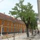 Arborii maturi de pe strada Universității nu vor fi „eliminați” / FOTO: Diana CÎMPEAN - monitorulcj.ro