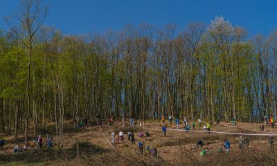 CERT Transilvania caută voluntari pentru plantarea a 10.000 de puieți: "Voi trebuie să aduceți doar un strop de chef de muncă și mult drag de pădure"