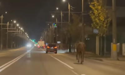 Calul alerga dezorientat printre mașini/ Foto: captură ecran video Info Trafic Cluj-Napoca - Facebook