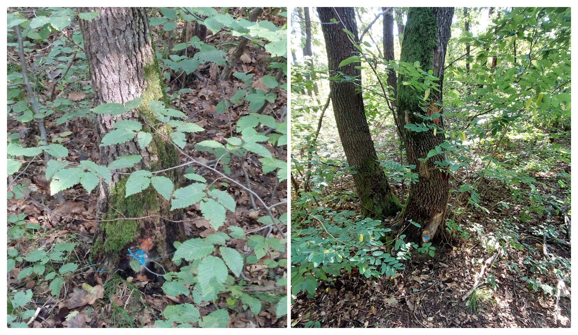 Clujean îngrijorat că se marchează spre tăiere arbori din Făget. Garda Forestieră spune că totul e legal și că se fac ”rărituri” - FOTO