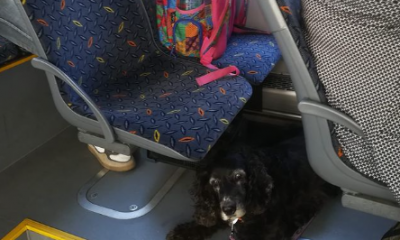 Asociația Dog Assist le explică stăpânilor de câini cum să călătorească alături de „blănoșii” / Foto: Instagram - Dog Asisst