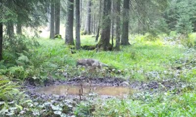 Imagini frumoase cu lupi în Parcul Natural Apuseni / Foto: Romsilva -  Ghiță Floca, Parcul Natural Apuseni
