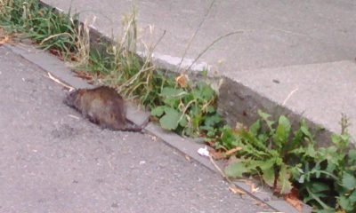 Invazie de șobolani pe o stradă din Mănăștur: „Este un canal din care ies și intră în voie, să se pună capcane”