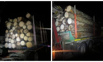 Pădurar din Cluj, reținut după ce a ajutat hoții de lemne cu acte false pentru a transporta lemnele furate
