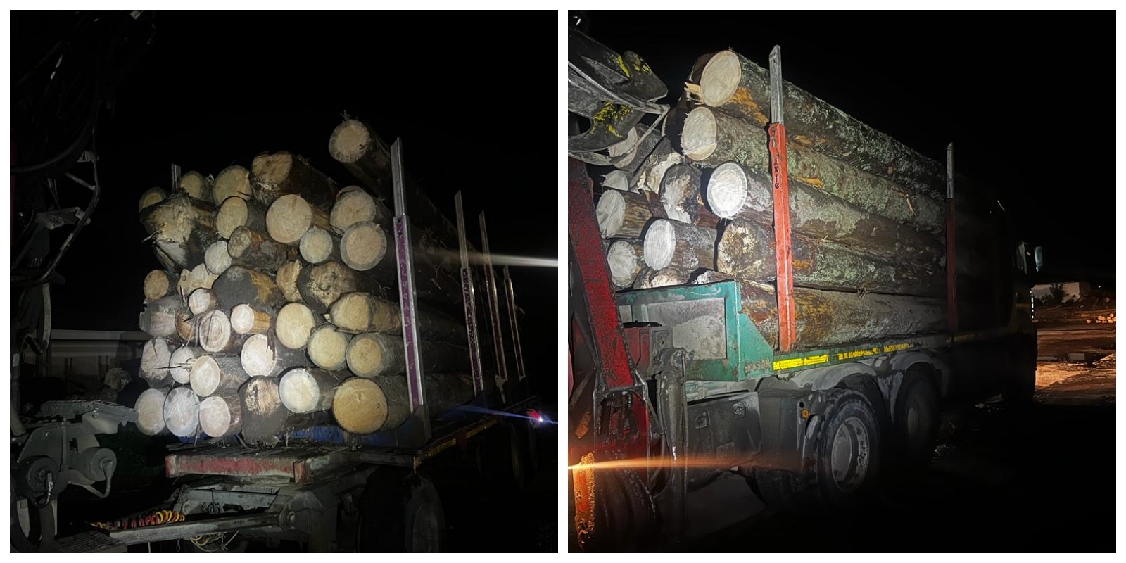Pădurar din Cluj, reținut după ce a ajutat hoții de lemne cu acte false pentru a transporta lemnele furate
