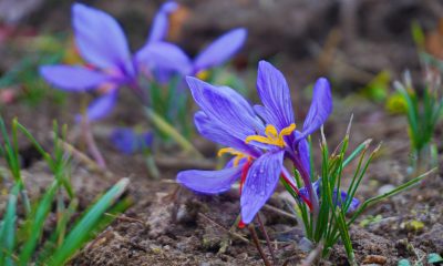 Planta din care se extrage cel mai scump condiment din lume crește și la Cluj! Minunatele flori violete pot fi admirate la Grădina Botanică - FOTO