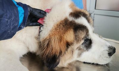 Sterilizare, înregistrare și microcipare a câinilor din Florești / Foto: arhivă Facebook Bogdan Pivariu