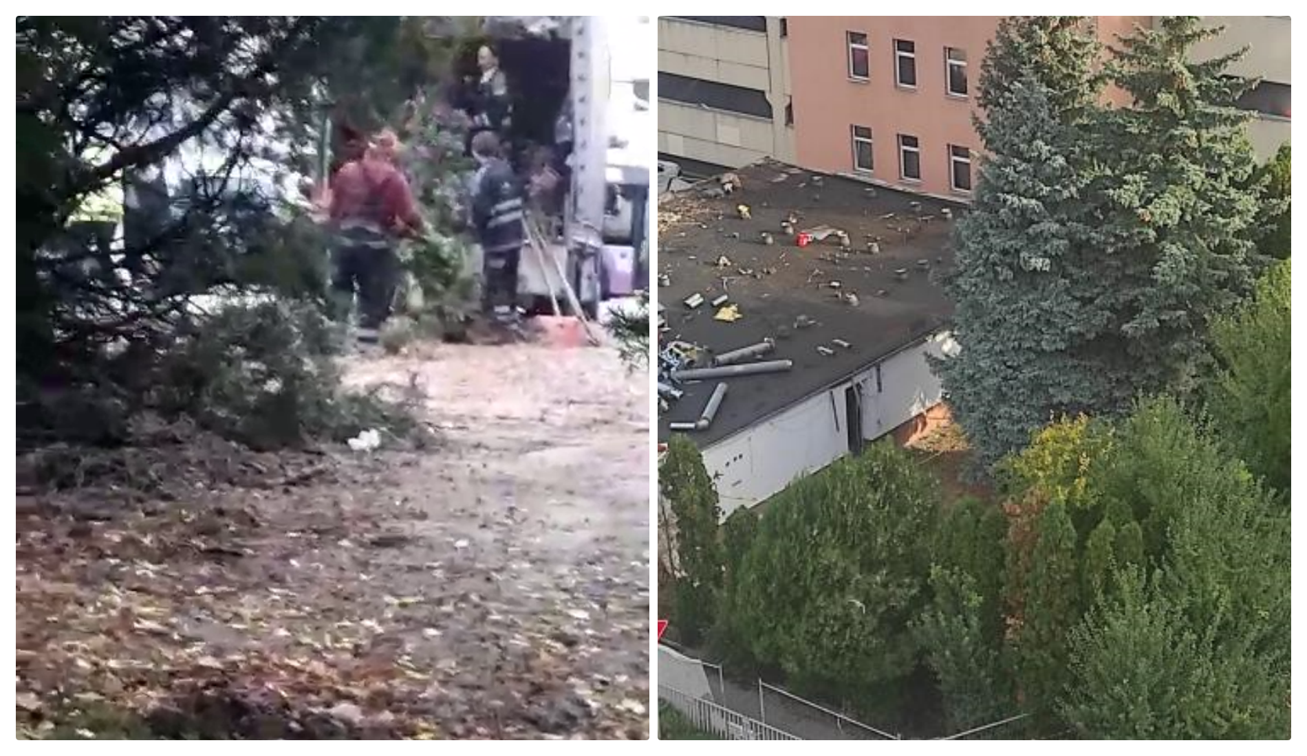 Se taie copacii de 25 de ani de la Minerva Mănăștur! Primăria Cluj-Napoca are o plăcere din a tăia arborii - VIDEO