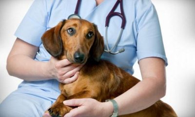 Sterilizare gratuită a câinilor în Florești. Ce pași trebuie să urmezi