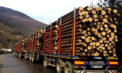 Transporta ilegal de lemne interceptat de polițiștii clujeni. Șoferul a fost amendat