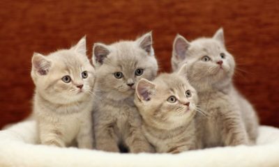 Vești bune pentru cei cu alergii la pisici! Un vaccin este în etapa studiului clinic pe oameni