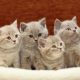 Vești bune pentru cei cu alergii la pisici! Un vaccin este în etapa studiului clinic pe oameni