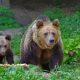 Atac al urșilor într-o localitate din Cluj! Opt oi au fost ucise și peste 20 au dispărut