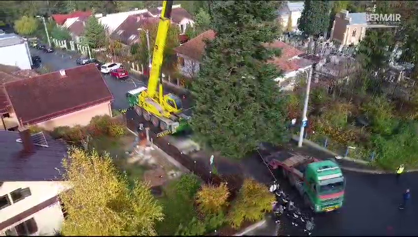 Bradul de Crăciun din Piața Unirii a fost donat de o familie din Cluj-Napoca - VIDEO cu tăierea și transportul acestuia