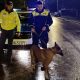 Cluj - Poveste care arată că oamenii sunt superbi! Un polițist a dus acasă câinele găsit pe câmp. Merită zece rânduri de aplauze - FOTO