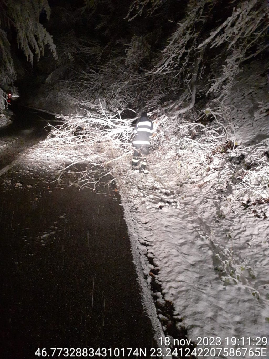 Copaci căzuți pe un drum din Cluj din cauza zăpezii! Au intervenit pompierii