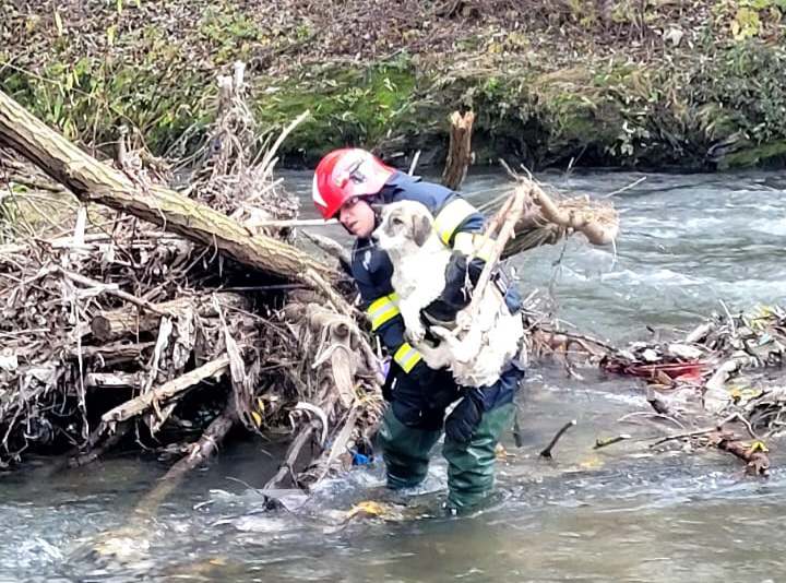 Imaginea zilei: Pompierii clujeni au salvat un cățel rămas izolat pe o insulă din râul Someșul Mic!