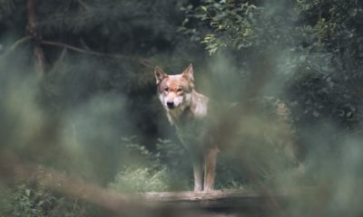 Hibridizarea lup-câine, confirmată de specialiști/Foto: pexels.com