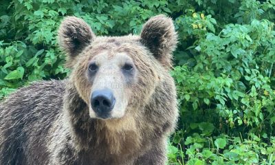 Sute de exemplare de urs brun vor putea fi vânate anul ca măsură de prevenție. FOTO: monitorulcj.ro