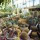 Sera Plantelor Suculente de la Grădina Botanică din Cluj se deschide pentru vizitatori: „O amintire de neuitat”