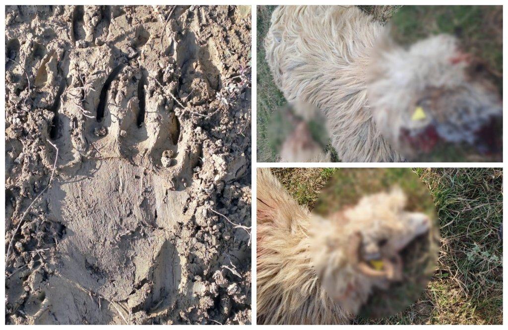 Un urs a dat atacatul la o stână într-o comună din Cluj. Peste 10 oi au fost sfâșiate și 27 sunt dispărute