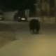 Un urs de mari dimensiuni a fost filmat de un șofer pe străzile satului Mera, comuna Baciu/ Foto: captură ecran video observatornews.ro