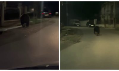 Un urs de mari dimensiuni a fost filmat pe o stradă din satul Mera, lângă Cluj-Napoca - VIDEO