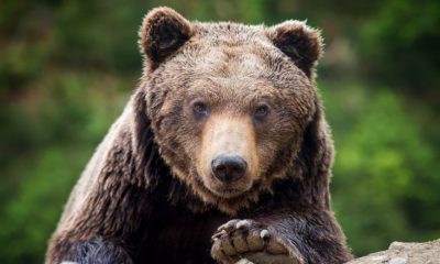 Urs lovit de mașină la ieșire din Cluj-Napoca spre Turda