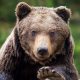 Urs lovit de mașină la ieșire din Cluj-Napoca spre Turda
