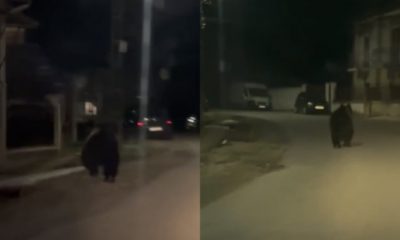 (Video) Un urs a fost filmat pe străzile unui sat de lângă Cluj Napoca