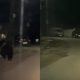 (Video) Un urs a fost filmat pe străzile unui sat de lângă Cluj Napoca