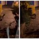 Vulpe flămândă filmată în Mănăștur, printre blocuri - VIDEO