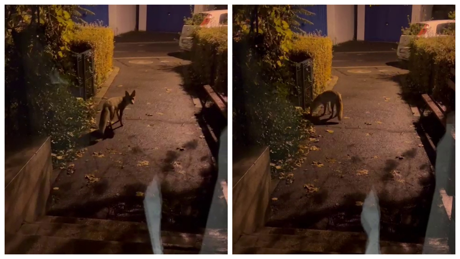 Vulpe flămândă filmată în Mănăștur, printre blocuri - VIDEO