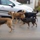 Câinii fără stăpân, o problemă serioasă pentru locuitorii unei străzi din Someșeni: ,,Sunt agresivi iar noi avem copii/Mai nou sar și la mașini