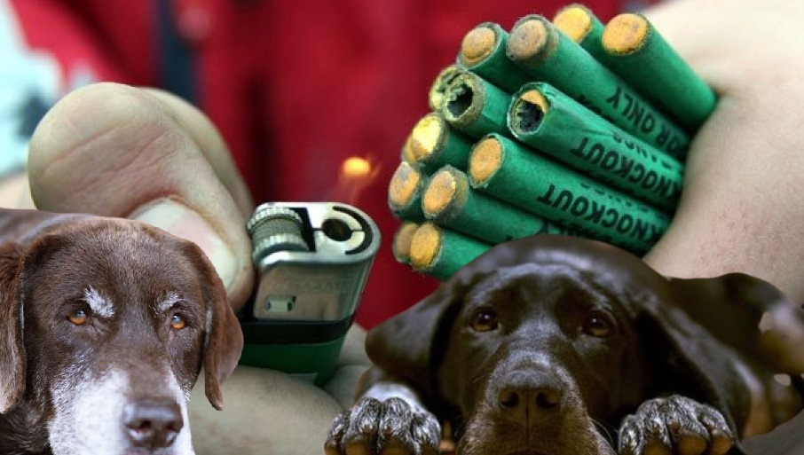 Câinii sunt afectați grav de petarde de Crăciun și Revelion / Foto: Asociația Sirius Animal Rescue