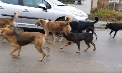 Clujenii, terifiați de câinii fără stăpân: ,,Nu avem siguranță de a ieși din casă nici măcar să ne ducem gunoiul”