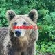 Atac de urs aproape de județul Cluj / Foto: arhivă monitorulcj.ro