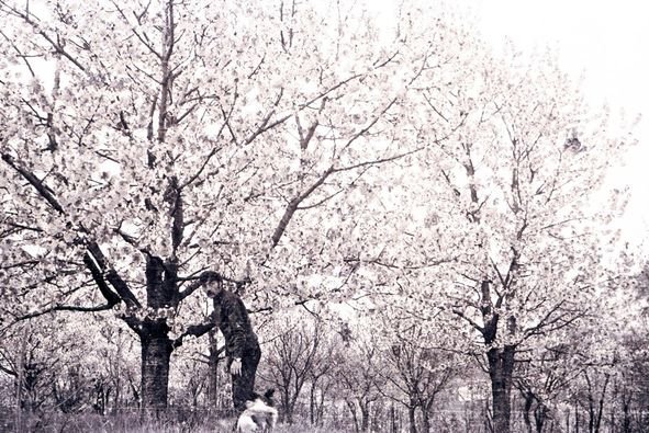 Grădina cu pomi a contabilului Fekete Domokos. Acolo s-au construit 16 blocuri