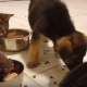 Imagini înduioșătoare la o asociație din Cluj: doi căței, două pisici și un arici iau masa împreună - VIDEO