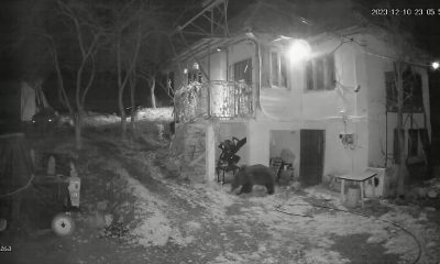 Prezența unui urs, semnalată într-o comună din Cluj! Patru oi au fost atacate
