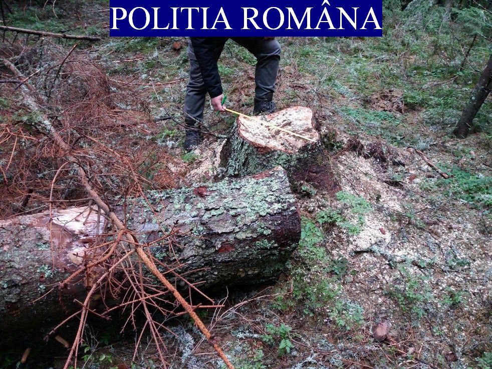 Mai puține tăieri ilegale Foto: cj.politiaromana.ro