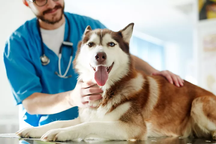 Veterinar microcipează un câine într-o campanie gratuită organizată de Consiliul Județean Cluj