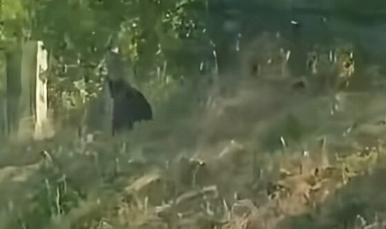 Urs văzut alergând pe marginea drumului între Mintiu și Fizeșul Gherlii, județul Cluj