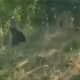 Urs văzut alergând pe marginea drumului între Mintiu și Fizeșul Gherlii, județul Cluj