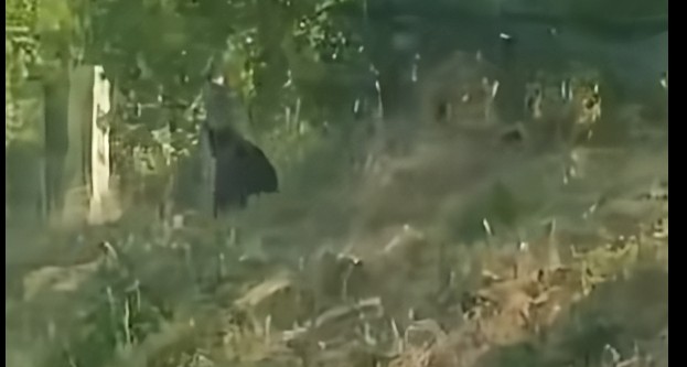 Urs văzut alergând pe marginea drumului între Mintiu și Fizeșul Gherlii, județul Cluj