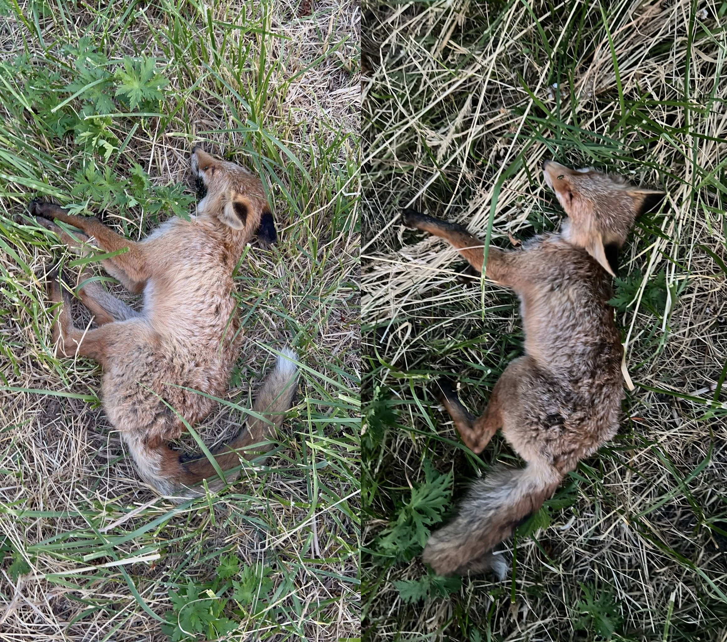 Vulpe găsită intoxicată în cartierul Bună Ziua, Cluj-Napoca